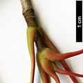 SpeciesSub: subsp. macropterum SpeciesSub: subsp. macropterum